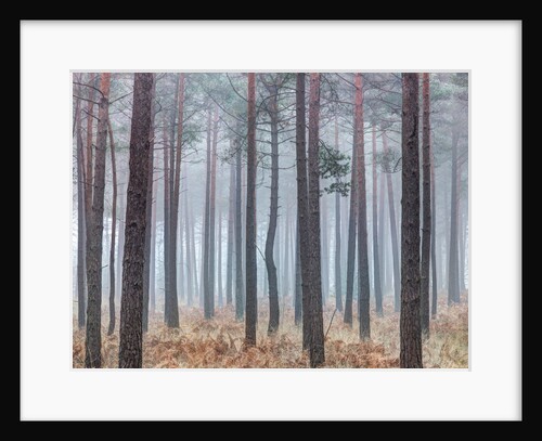 Misty forest with tall trees by Assaf Frank